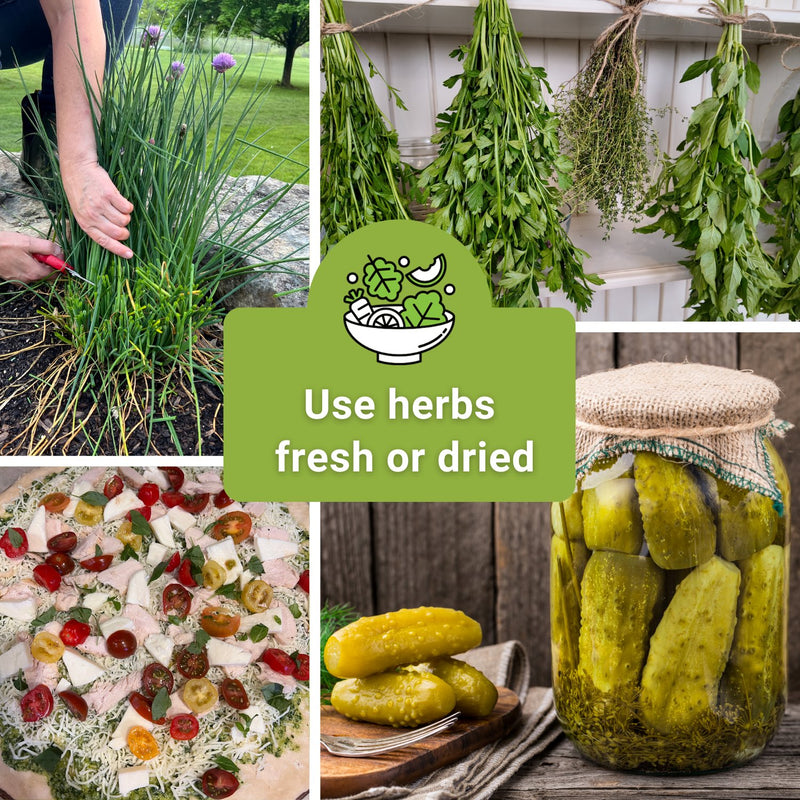 five herb seed collection use herbs fresh or dried