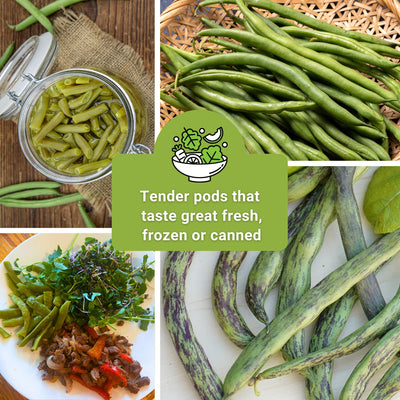 pole bean seed collection tender pods that taste great fresh frozen or canned