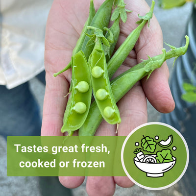 sugar ann dwarf pea seeds tastes great fresh cooked or frozen