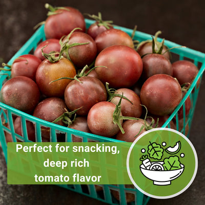 black cherry tomato seeds perfect for snacking deep rich tomato flavor