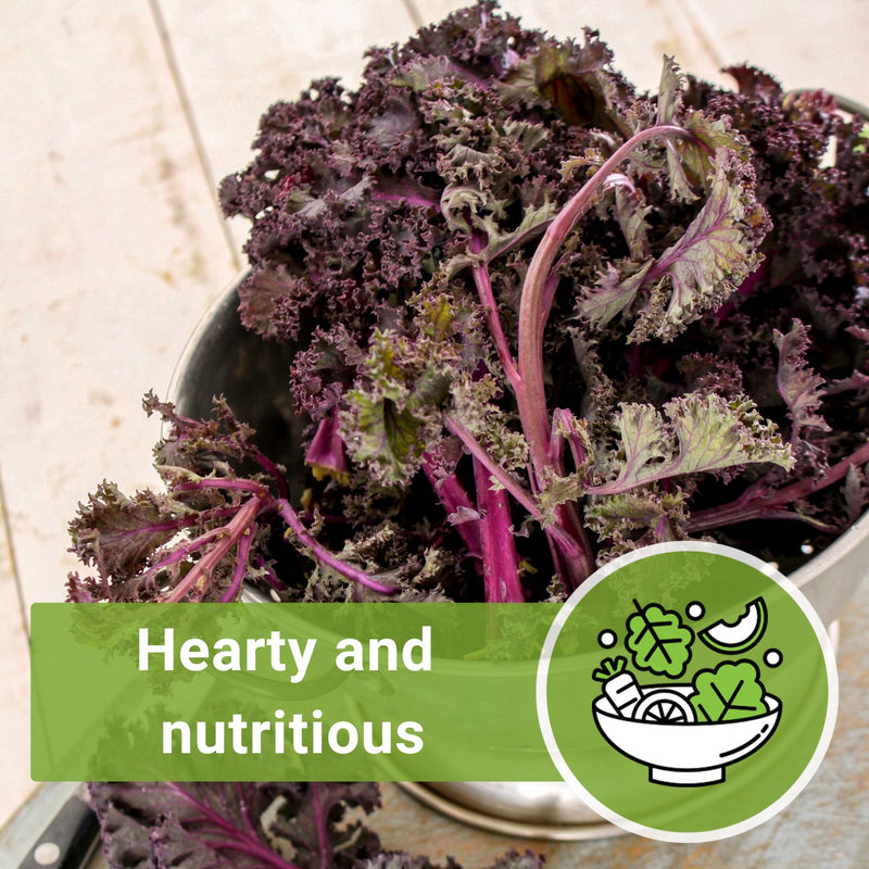 scarlet kale seeds hearty and nutritious