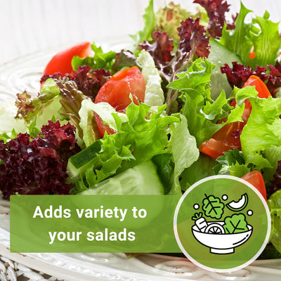 red salad bowl lettuce seeds adds variety to your salads