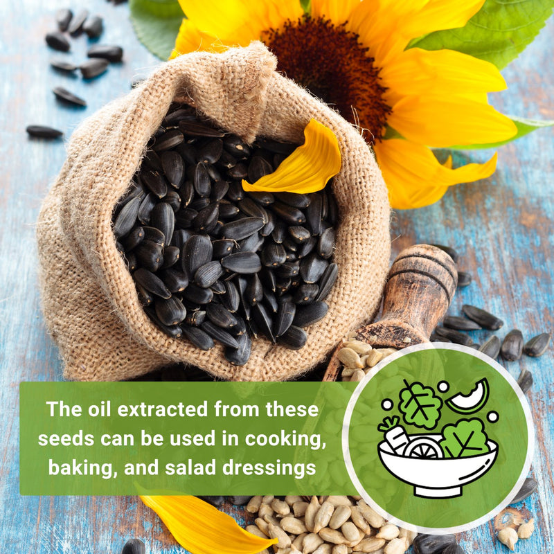 peredovik sunflower seeds the oil extracted from these seeds can be used in cooking baking and salad dressings