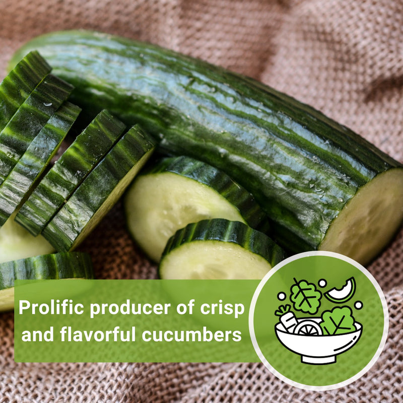 spacemaster cucumber seeds prolific producer of crisp and flavorful cucumbers