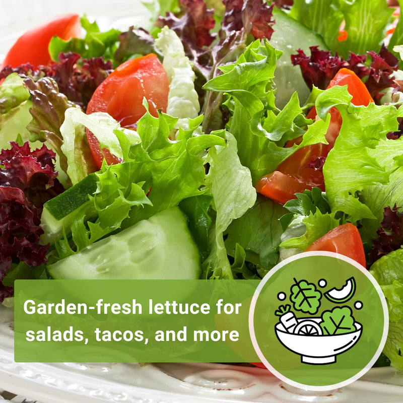 great lakes lettuce seeds garden fresh lettuce for salads tacos and more