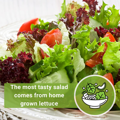 heirloom garden blend lettuce the most tasty salad comes from home grown lettuce