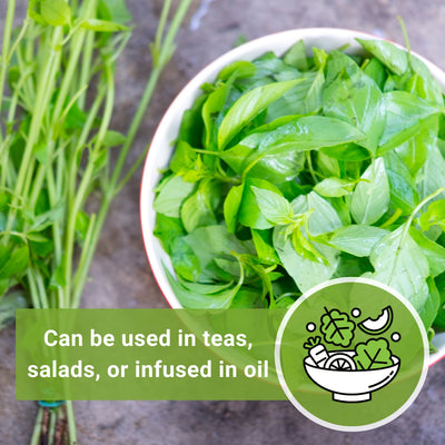 lemon basil seeds can be used in teas, salads or infused in oil