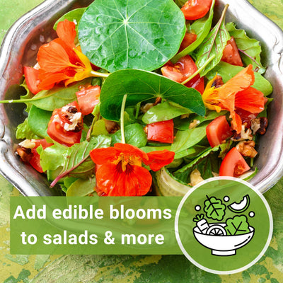 Bulk Nasturtium Jewel Mix 1 Ounce Seeds