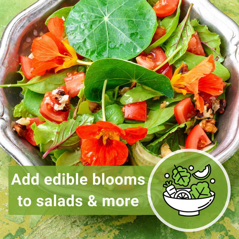 Bulk Nasturtium Jewel Mix 1 Ounce Seeds