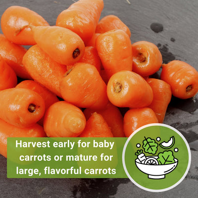 Chantenay Red-Cored Carrot Seeds