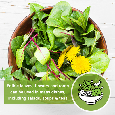 common dandelion seeds edible leaves flowers and roots can be used in many dishes including salads soups and teas