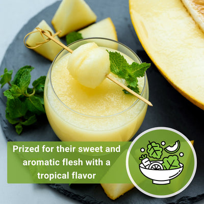 juane canary melon prized for their sweet and aromatic flesh with a tropical flavor