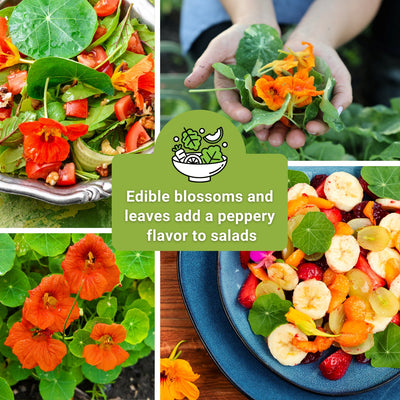 nasturtium seed collection edible blossoms and leaves add a peppery flavor to salads