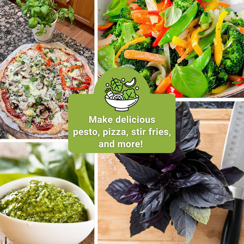 three basil seed collection makes delicious pesto pizza stir fries and more