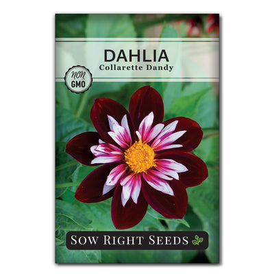 collarette dandy dahlia seed packet flowers sow right seeds