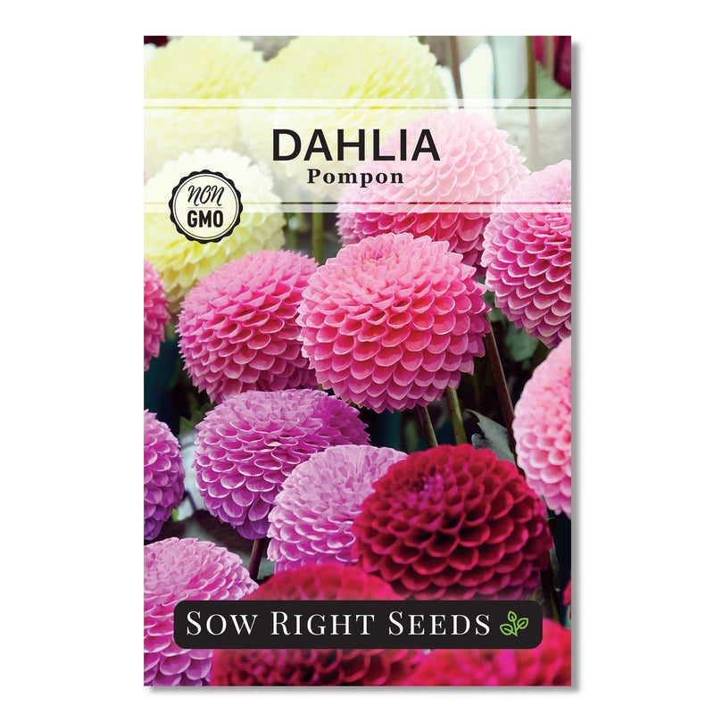 pompon dahlia seed packet flower sow right seeds