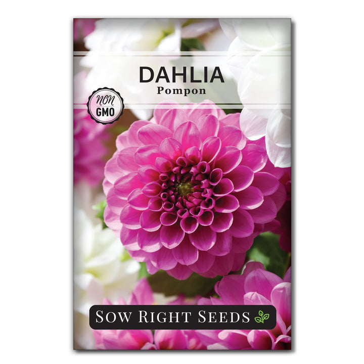 ball dahlia seeds Pompon Dahlia Seeds