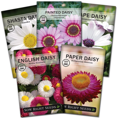 daisy flower seed collection shasta painted cape english paper sow right seeds