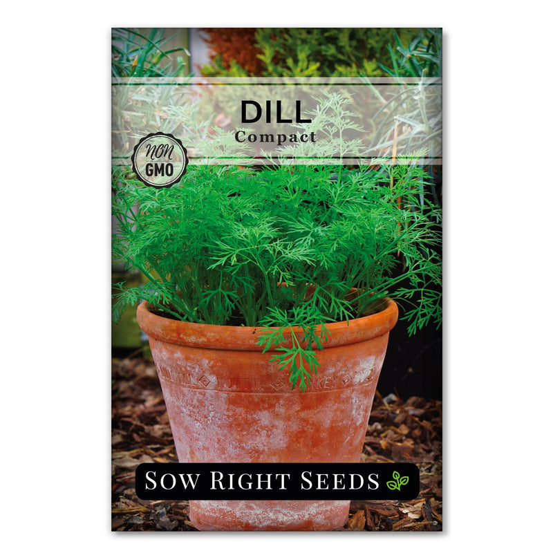 Compact Dill