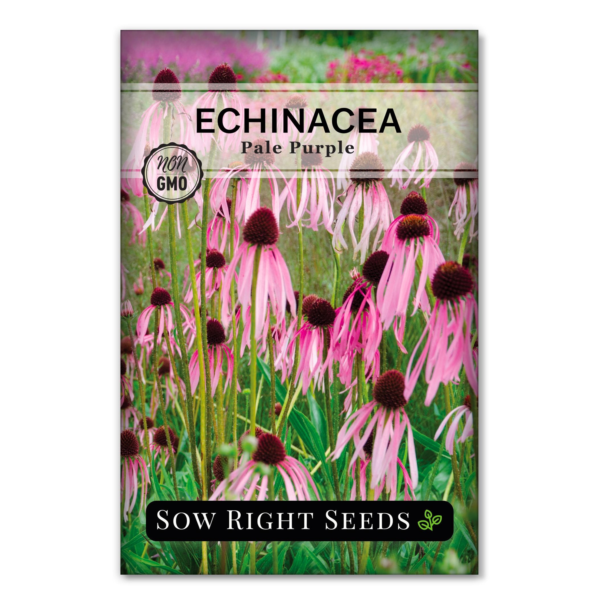 Pale Purple Coneflower – Sow Right Seeds