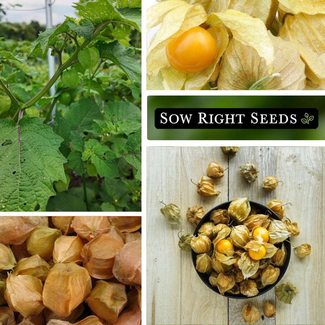 planting ground cherries from seed Ground Cherries Seeds