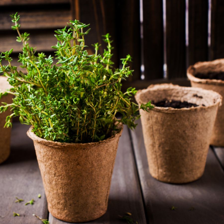 Give a garden starter kit for a great holiday gift