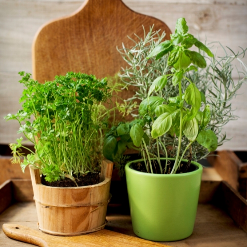 growing herbs in your kitchen fresh and dried herbs