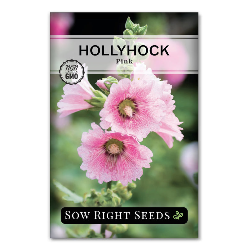 Pink Hollyhock
