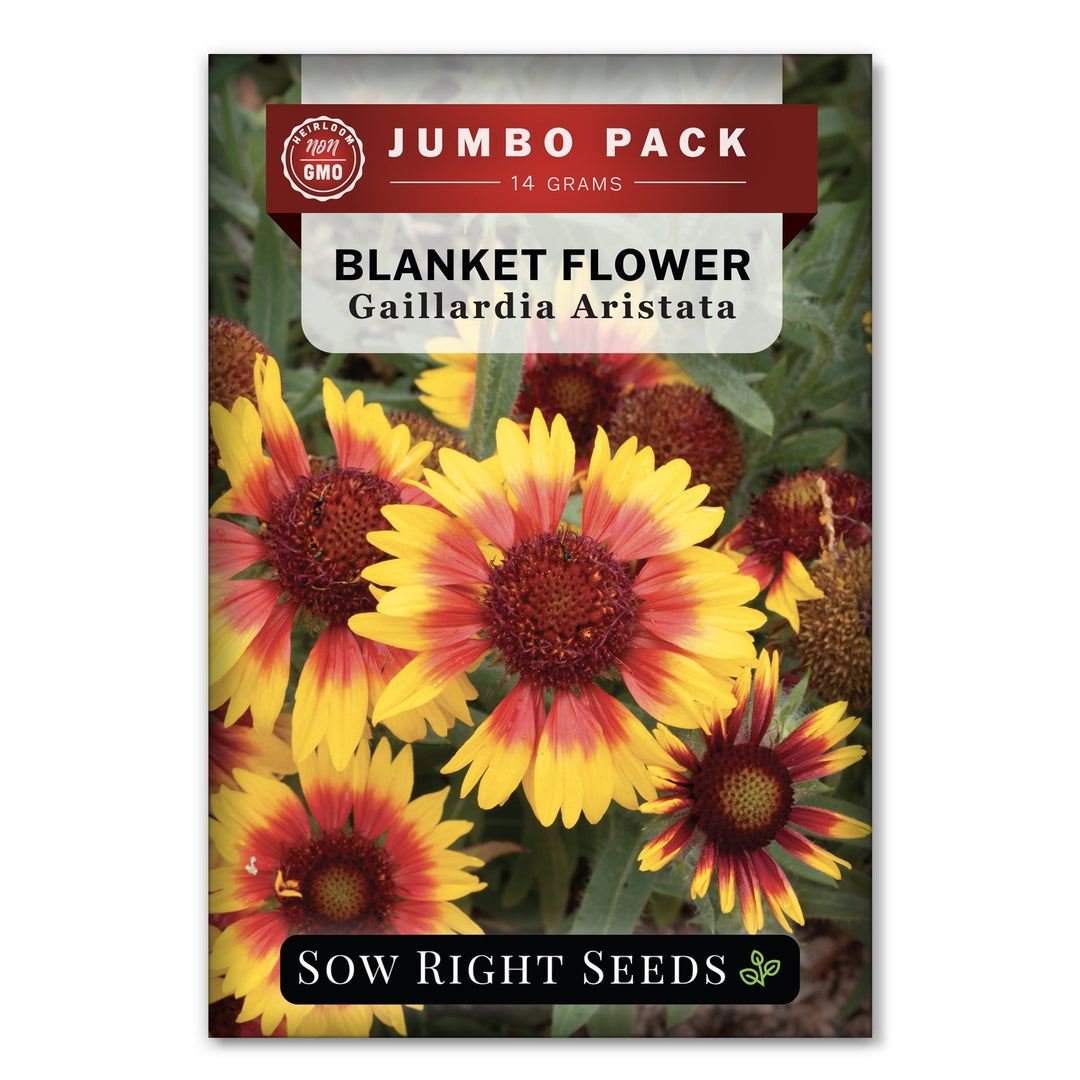 Blanket Flower Seeds to Plant