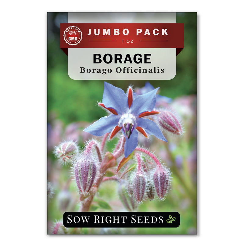 plant borage seeds Borage Seeds