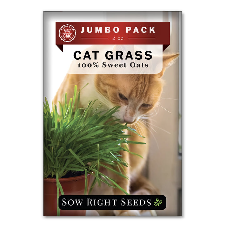 cat plant seeds Cat Grass Seeds