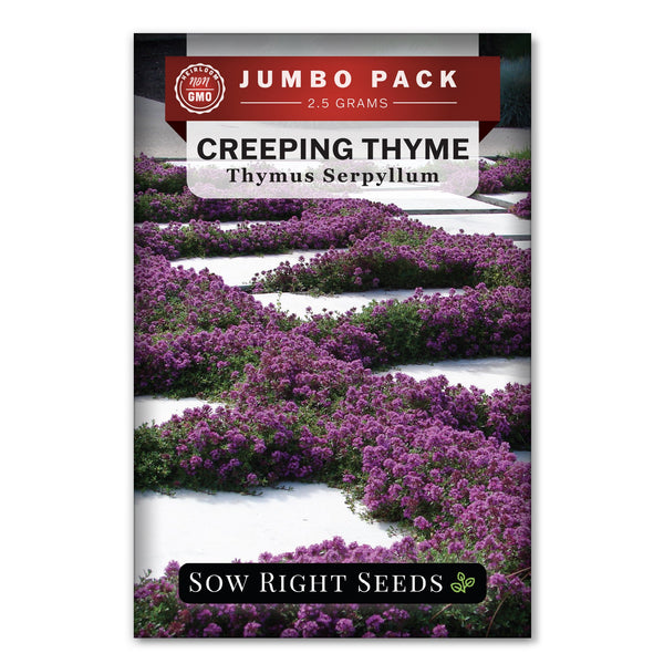plant creeping thyme seeds Creeping Thyme