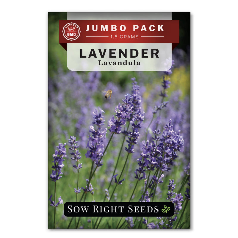 Bulk English Lavender 1.5 Grams