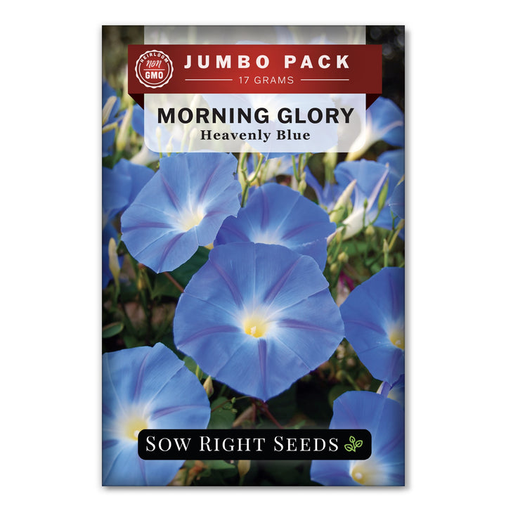 stores that sell morning glory seeds Heavenly Blue Morning Glory
