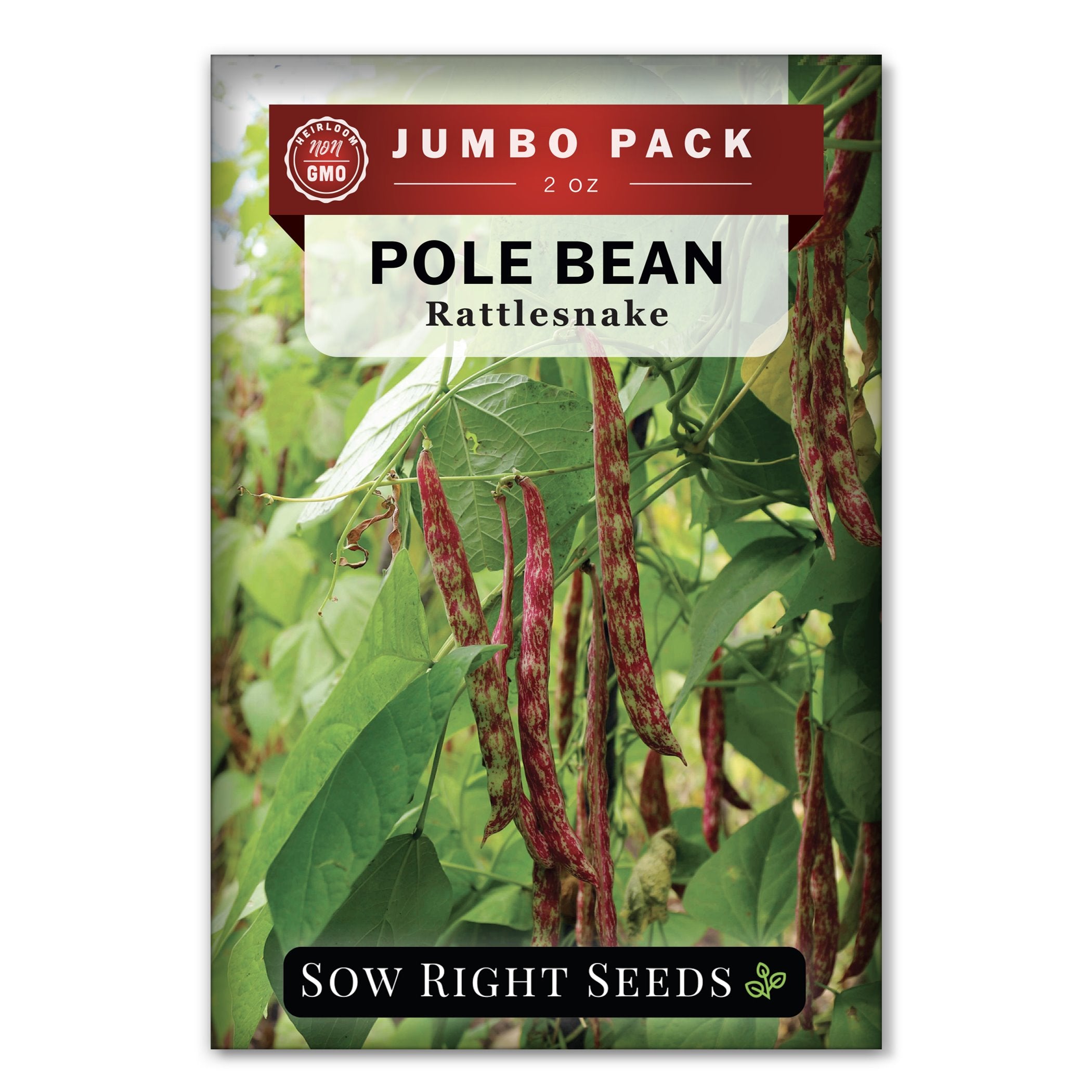 Bulk Rattlesnake Pole Bean for Planting | Grow a Striped Climbing Bean ...