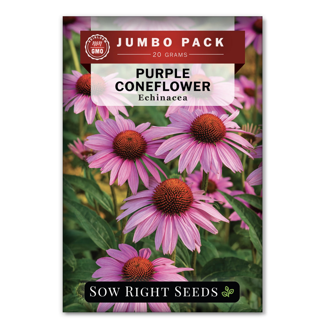 echinacea seeds for sale Sow Right Seeds - Purple Coneflower/Echinacea Flower Seeds for Planting - Non-GMO Heirloom Seed