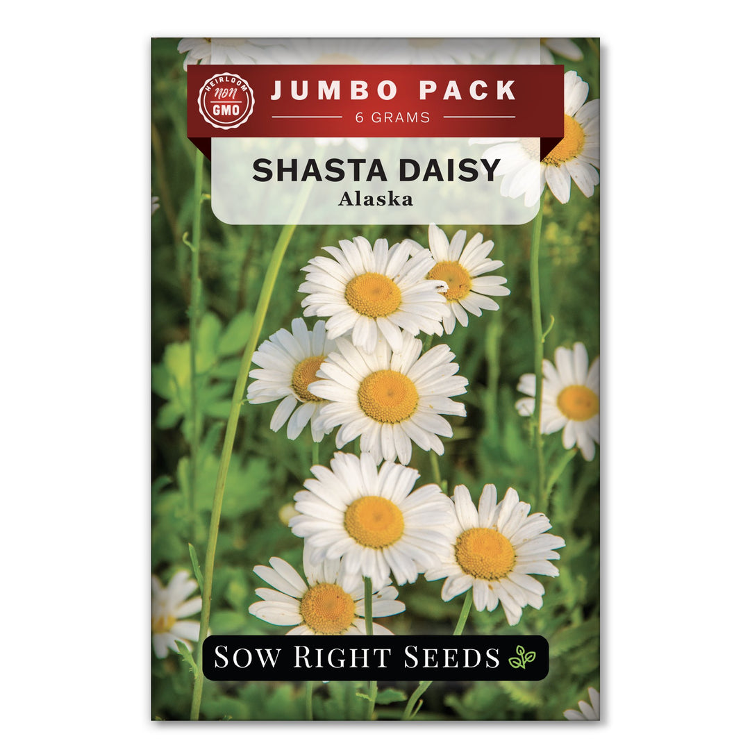 plant shasta daisy seeds Shasta Alaska Daisy Seeds
