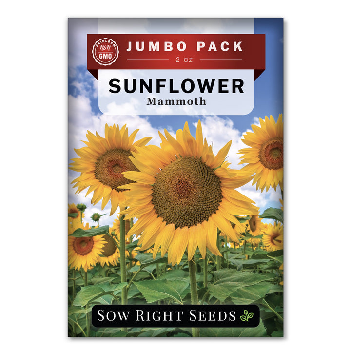 sunflower seeds for planting nearby Sow Right Seeds Mammoth Sunflower Seeds to Plant Grow Giant Sunflowers in Your Garden Non Gmo Heirloom Seeds for P