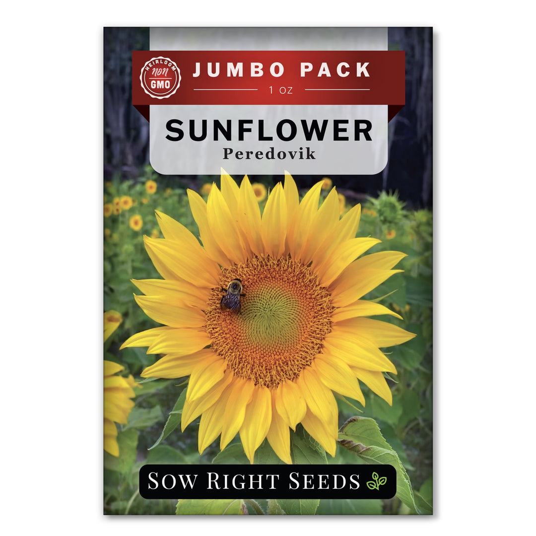 Peredovik Sunflower for Planting | Fast & Easy to Grow – Sow Right