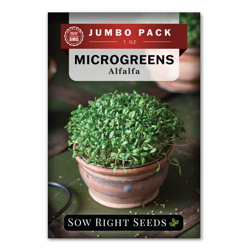 Microgreens Alfalfa