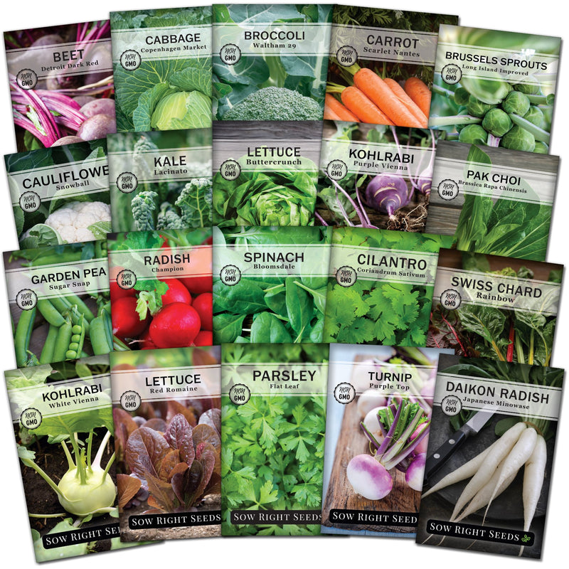 large fall crop seed collection beet cabbage broccoli carrot brussels sprouts cauliflower kale lettuce kohlrabi pak choi pea radish spinach cilantro swiss chard parsley turnip sow right seeds