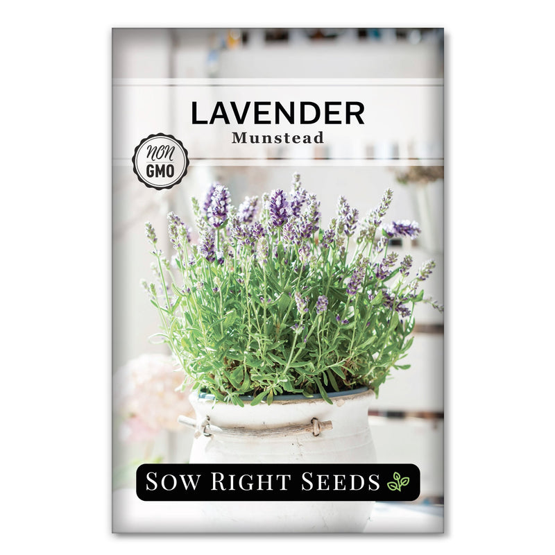 growing lavender munstead from seed Munstead Strain Lavender – Sow Right Seeds