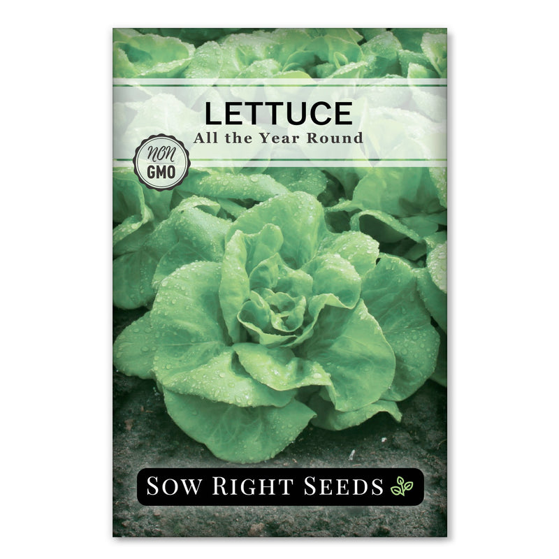 All the Year Round Lettuce