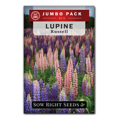 Russell Lupine