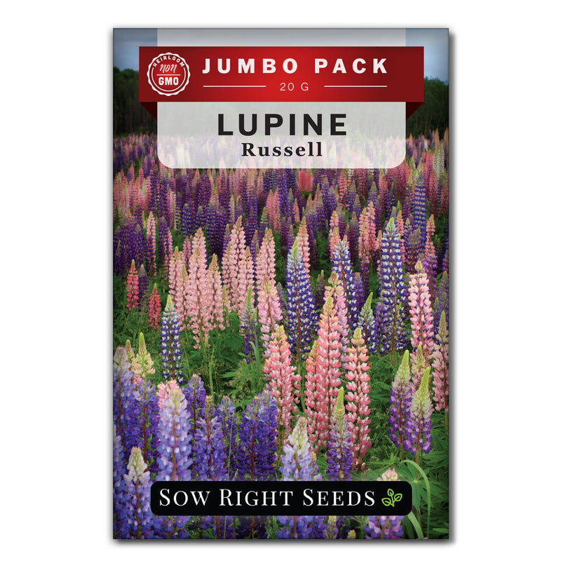 Russell Lupine