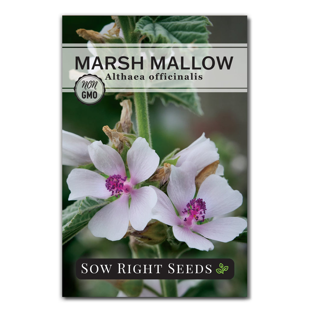 mallow plant seeds Marsh Mallow Seeds