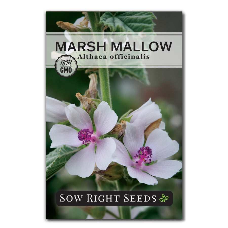 thumbnail interactive-video image 1 of Black Marshmallow Plant Althaea Officinalis Malvaceae 1 of 14