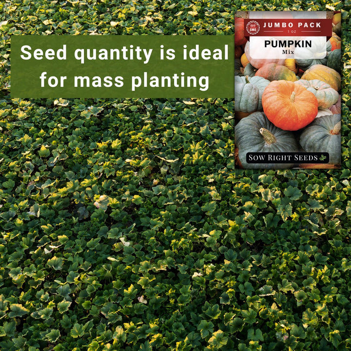 bulk pumpkin seeds for planting Bulk Pumpkin Seeds for Planting
