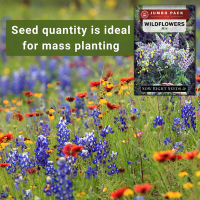 wildflowers mix bulk jumbo pack seeds seed quantity is ideal for mass planting