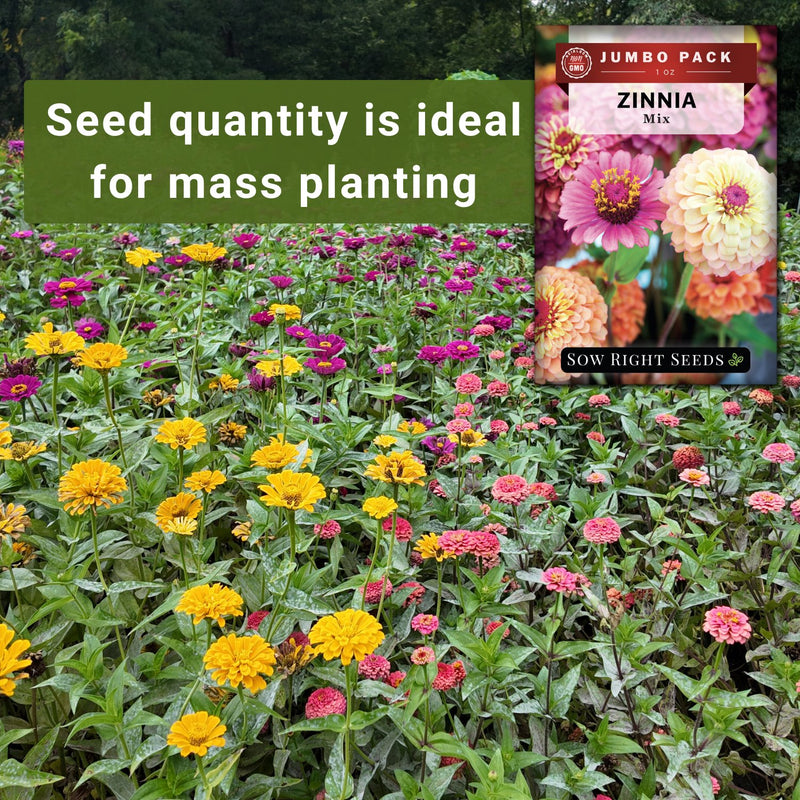 zinnia mix bulk jumbo seeds seed quantity is ideal for mass planting